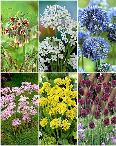 S15 Allium Smallflowering (6x200)