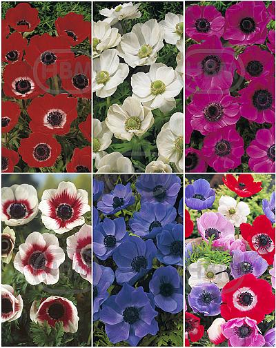 S15 Anemone Single (6x200)