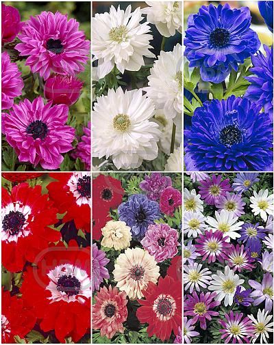 S15 Anemone Double (6x200)