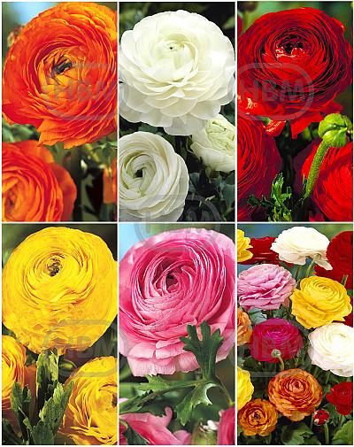 S15 Spring Collection (6x150)