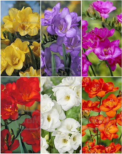 S15 Freesia Double (6x200)