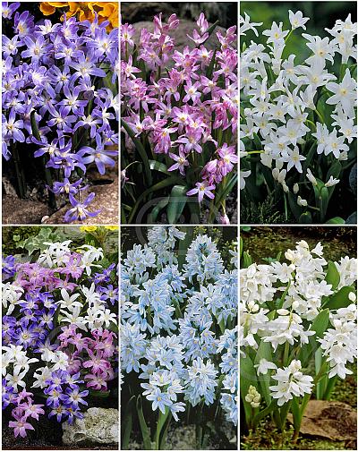 S15 Chionodoxa + Puschkinia (6x200)