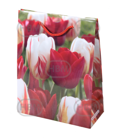 Tulipa mixed