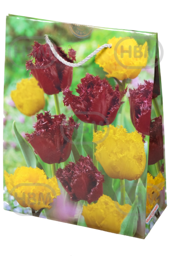 Tulipa mixed