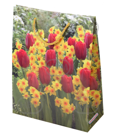 Narcissus, Tulipa mixed