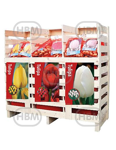 Tulipa mixed