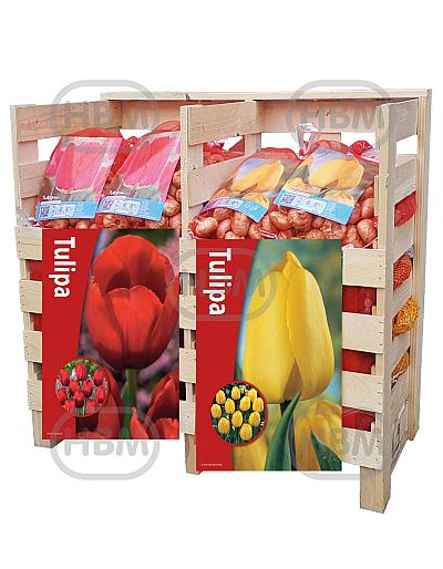 Tulipa mixed