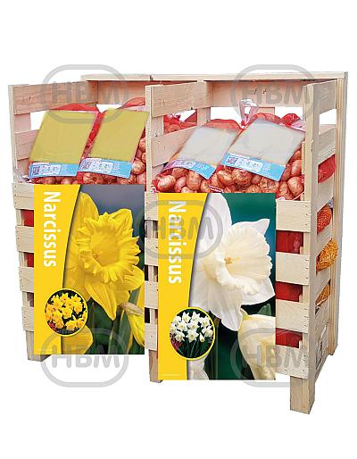 Narcissus mixed