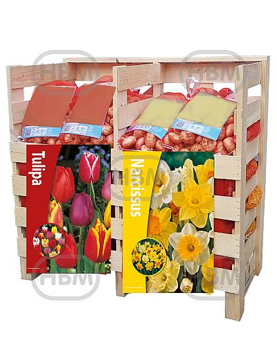 Narcissus, Tulipa mixed