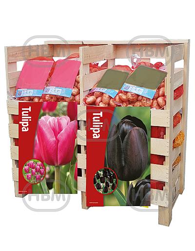 Tulipa mixed