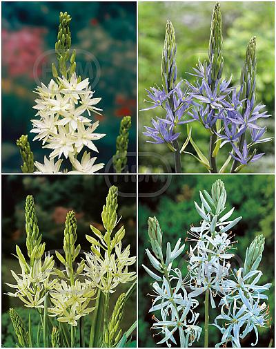 S24 Camassia (4x50)