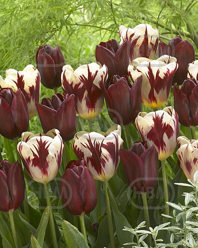 Tulipa mixed