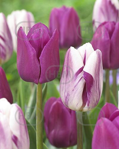 Tulipa mixed