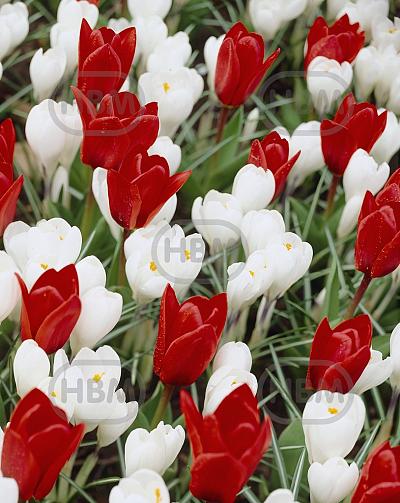 Crocus, Tulipa mixed