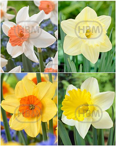 S24 Narcissus Single F (4x50)