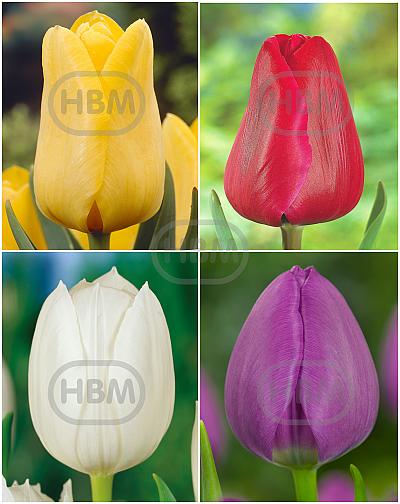S24 Tulipa Jumbo B ( 4x75)