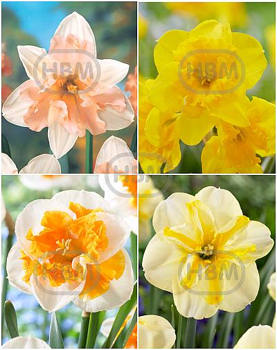 S24 Narcisus Split Crown F (4X50)