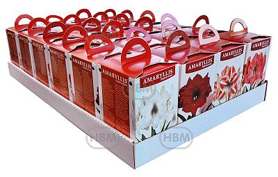 AM Amaryllis Box Single (4x6)