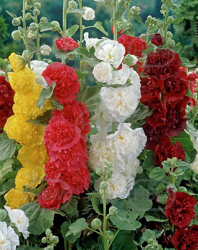 Alcea mixed