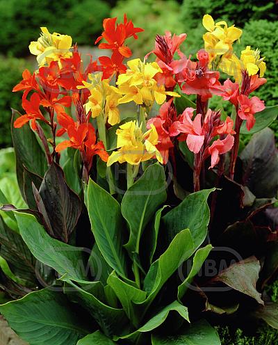 Canna mixed