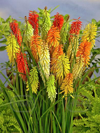 Kniphofia mixed