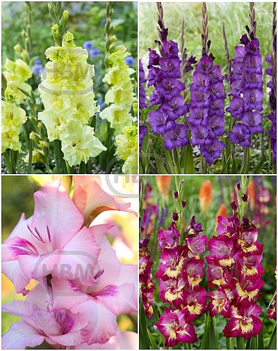 S15 Gladiolus Border (4x75)