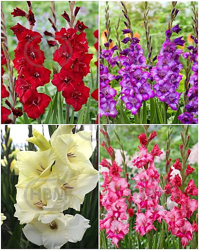 S15 Gladiolus Gladdies (4x100)