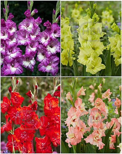 S15 Gladiolus Frizzle Flowering B (4X75)