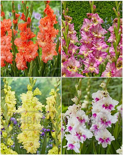 S15 Gladiolus Frizzle Flowering C (4x75)