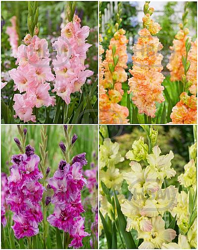 S15 Gladiolus Frizzle Flowering F (4x60)