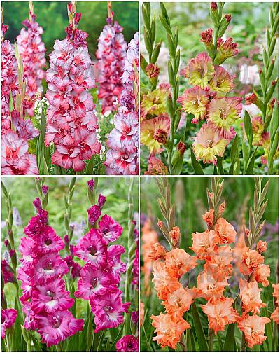 S15 Gladiolus Frizzle Flowering D (4x60)