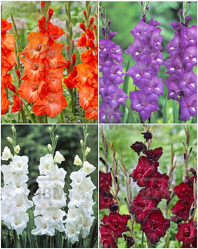S15 Gladiolus Large Flowering A (4x60)