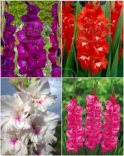 S15 Gladiolus Large  Flowering B (4x60)