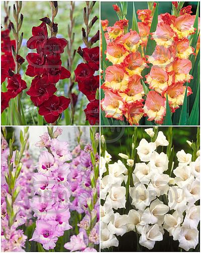 S15 Gladiolus Large Flowering C (4x60)