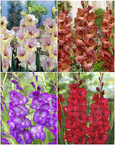 S15 Gladiolus Large Flowering D (4x60)