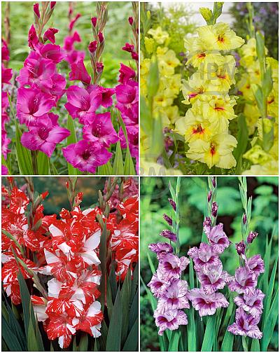 S15 Gladiolus Large Flowering E (4x60)