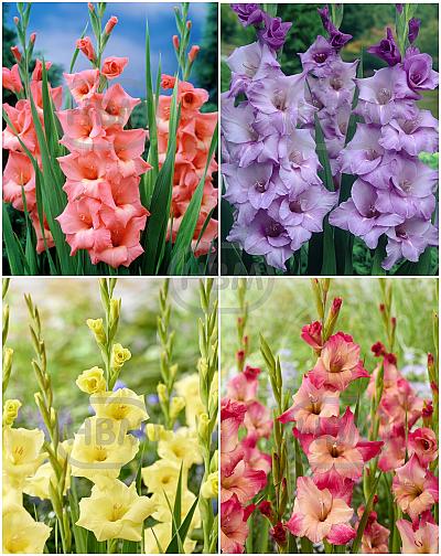 S15 Gladiolus Large Flowering G (4x60)