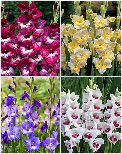 S15 Gladiolus Large Flowering H (4x60)