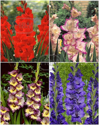 S24 Gladiolus Large Flowering O (4x75)