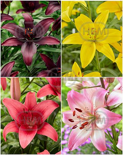 S24 Lilium Asiatic Best Value (4x30) x 60