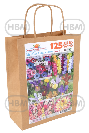 Anemone, Dahlia, Gladiolus, Iris, Ixia mixed