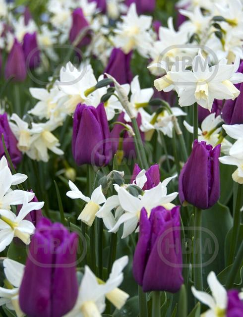 MAG Passionate Spring (7m2) x 2