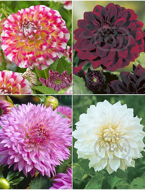 S32 Dahlia Decorative A (4x12) x 48