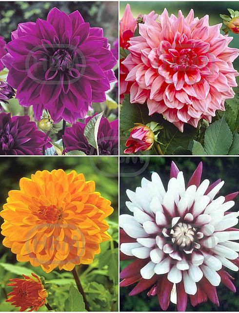 S32 Dahlia Decorative C (4x12) x 48