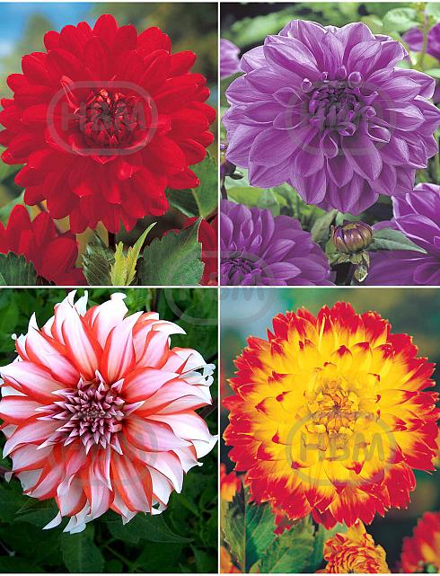 S32 Dahlia Decorative D (4x12) x 48