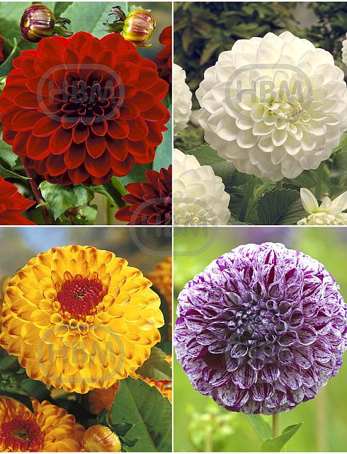 S32 Dahlia Ball A (4x12) x 48