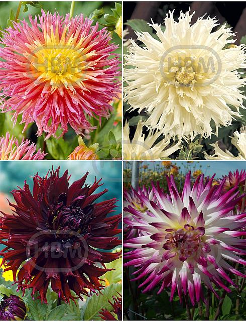 S32 Dahlia Fringed A (4x12) x 48
