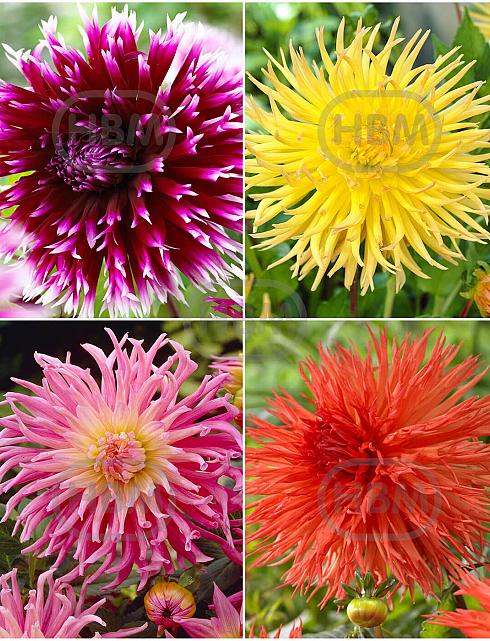 S32 Dahlia Fringed B (4x12) x 48