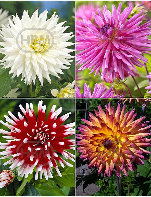 S32 Dahlia Cactus A (4x12) x 48