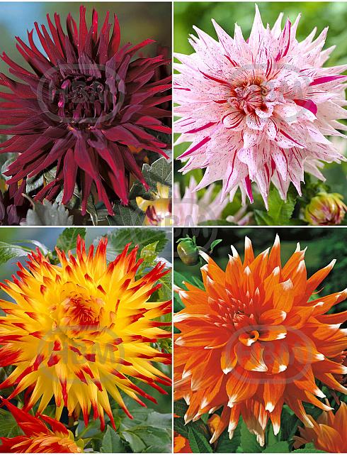 S32 Dahlia Cactus B (4x12) x 48